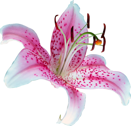 Lily Png Transparent Picture (lavender, black)