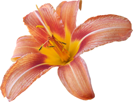 Lily Transparent Background (black, salmon)