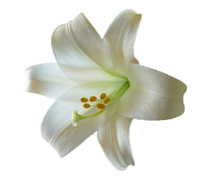 Lily Transparent Png (white, olive, lavender, gray)