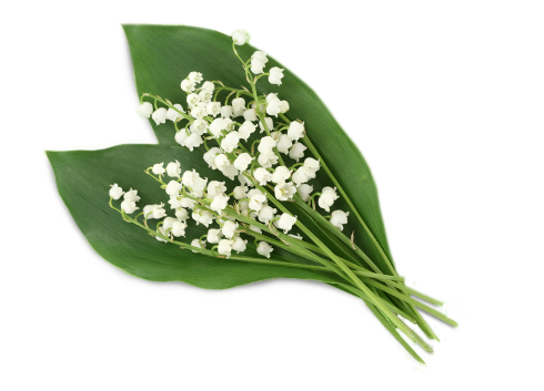 Lily Of The Valley Png Clipart (black, gray, white)