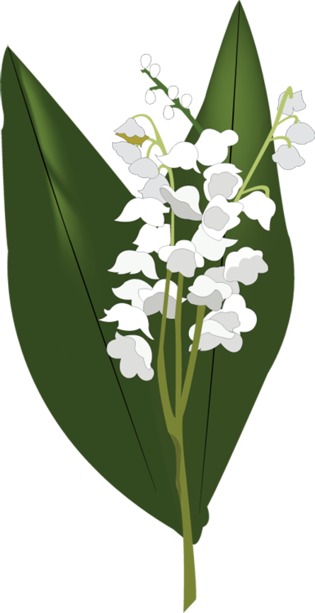 Lily Of The Valley Png Hd (olive, green, indigo, black, white)