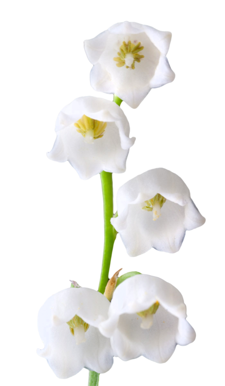 Lily Of The Valley Png Photos (lavender, black, white)