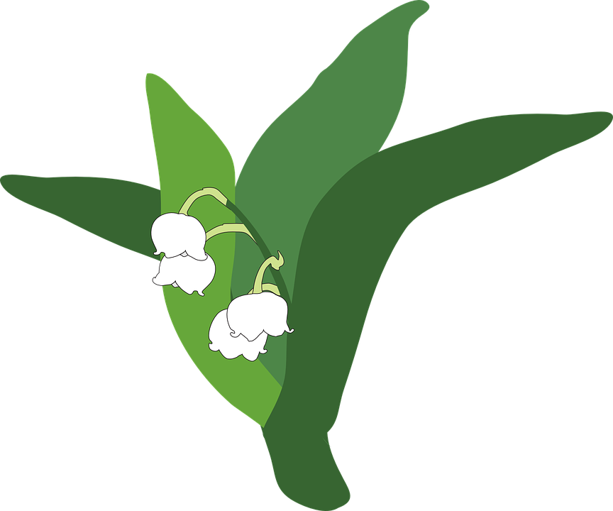 Lily Of The Valley Png Pic (olive, green, black, gray, white)