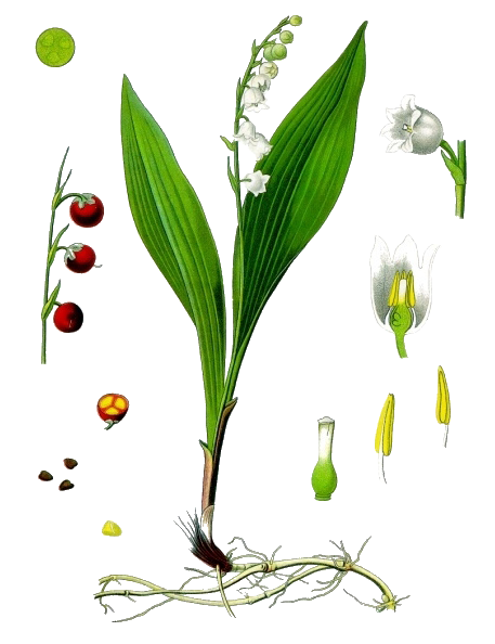 Lily Of The Valley Png Transparent Image (white)