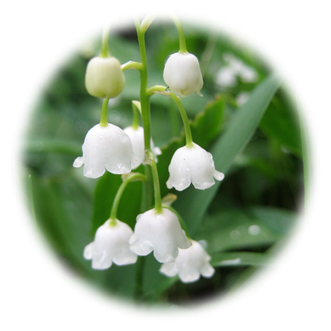 Lily Of The Valley Transparent Background (green, black, white)