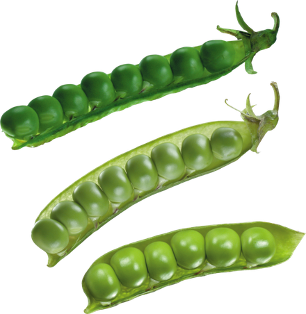 Lima Beans Png (green, black)