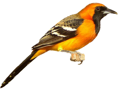 Finch Download Png Image (black, olive, orange)