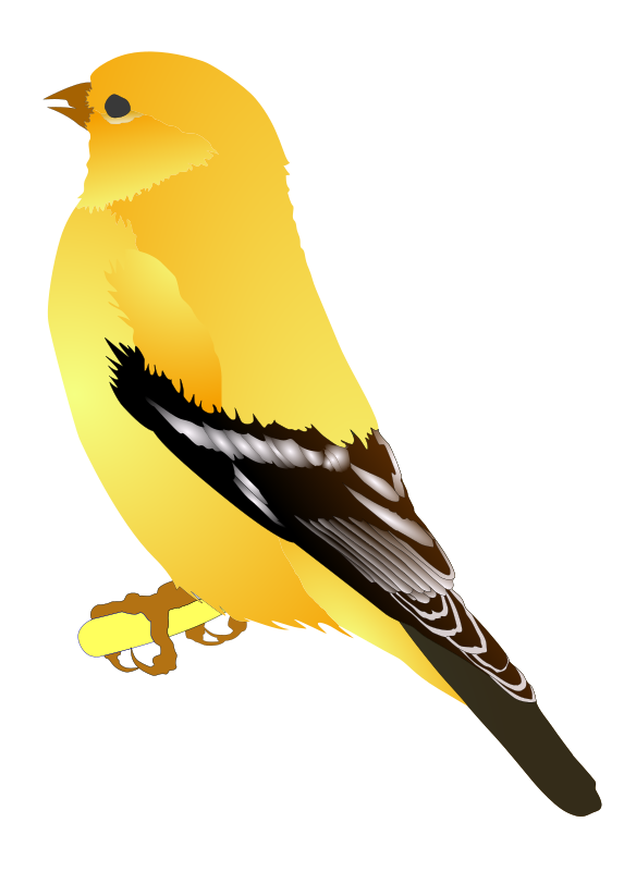 Finch Png Background Image (black, gold, yellow)