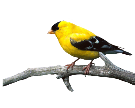 Finch Png Image (black)