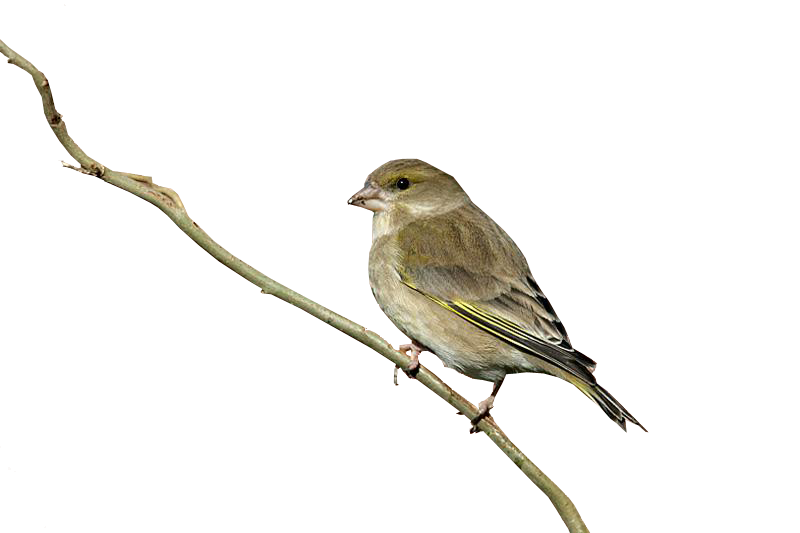 Finch Png Photo (teal, white, gray, lavender, silver)