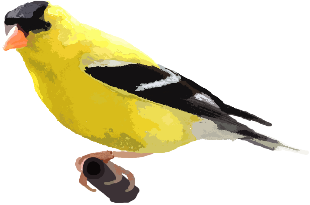 Finch Png Picture (indigo, black, gold, orange)