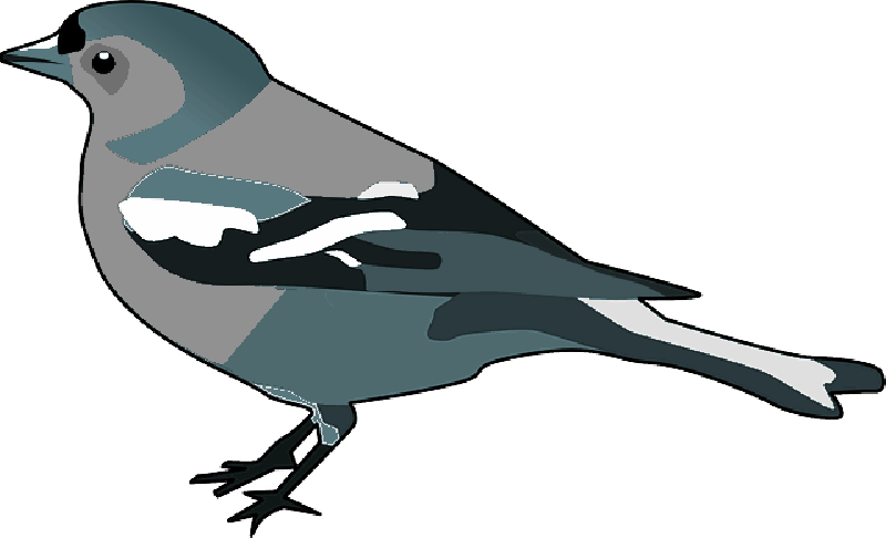 Finch Transparent Background (teal, black, gray, white)