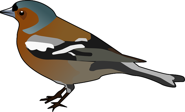 Finch Transparent Png (black, olive, gray, white)