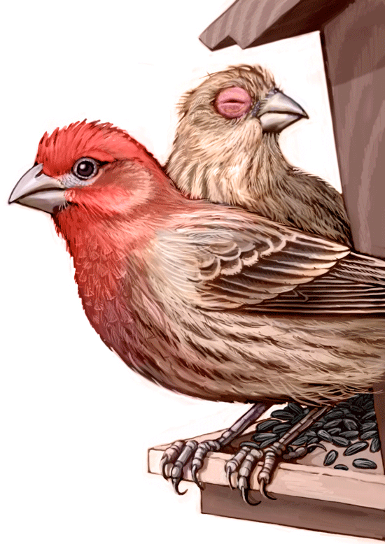 Finches Png Clipart (gray, white)