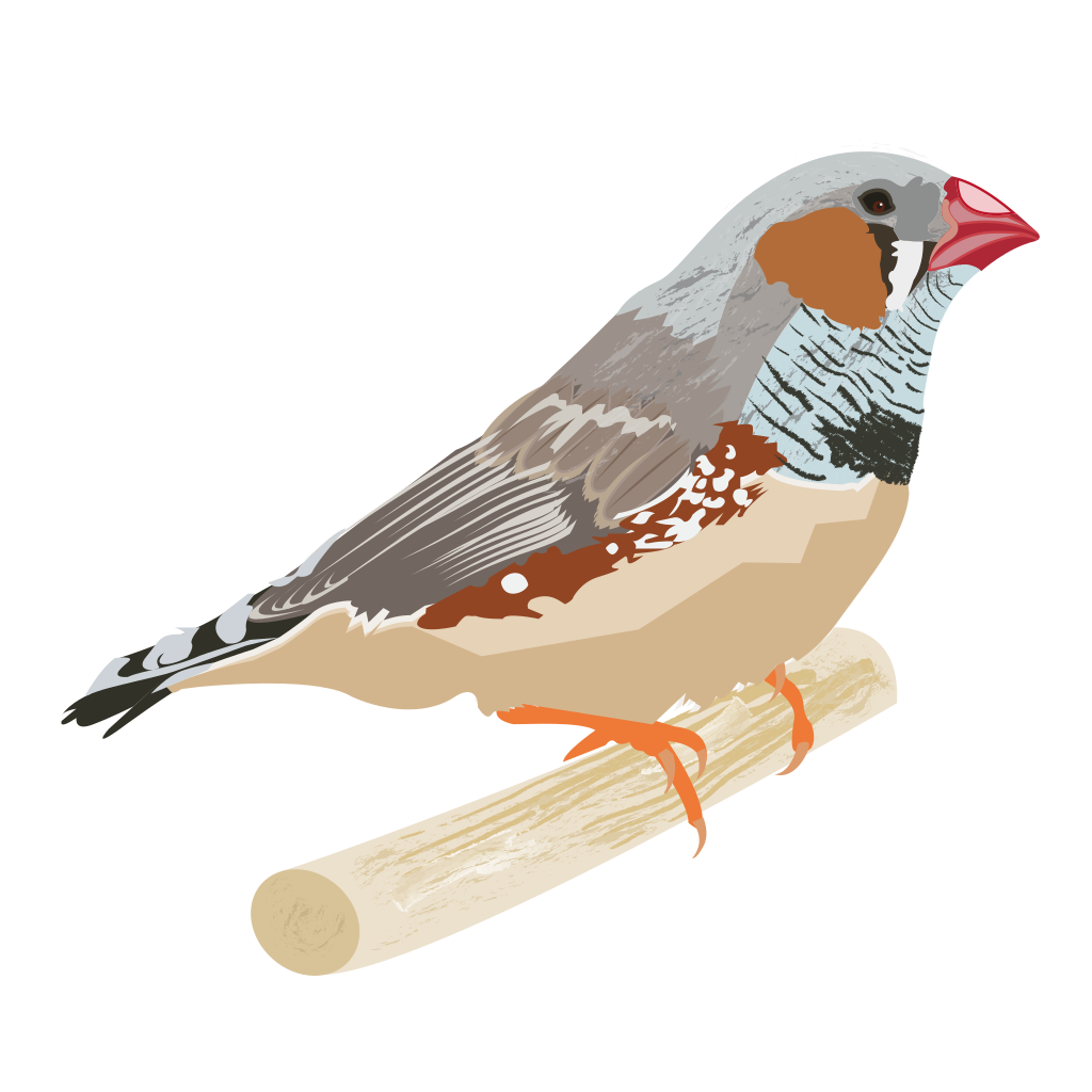 Finches Png File (chocolate, gray, black, silver, pink)