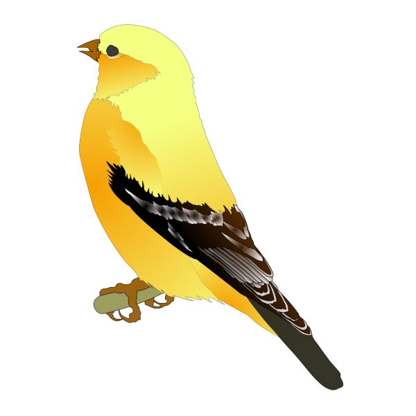 Finches Png Free Download (black, gold, mint, orange)