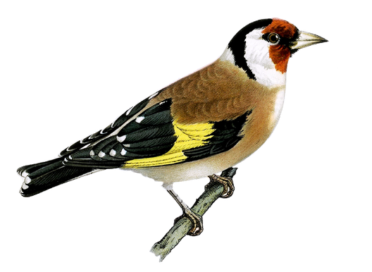 Finches Png Image (black)