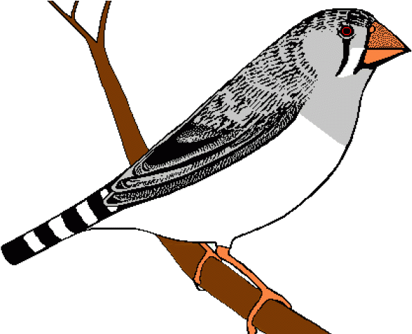 Finches Png Isolated File (black, maroon, silver)