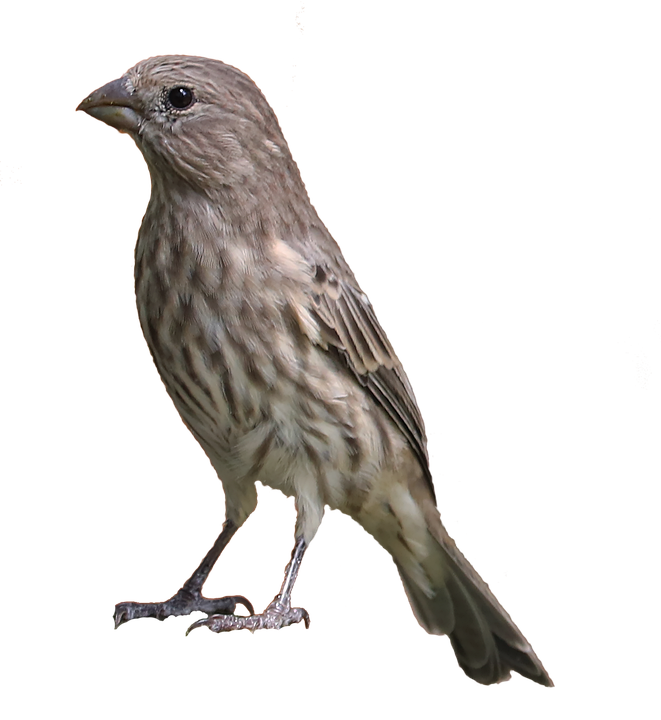 Finches Png Isolated Image (black)