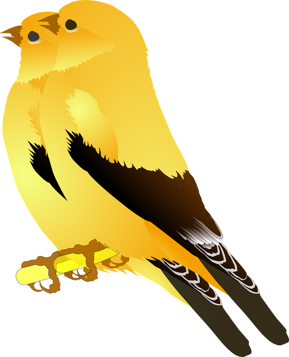 Finches Png Pic (black, gold)