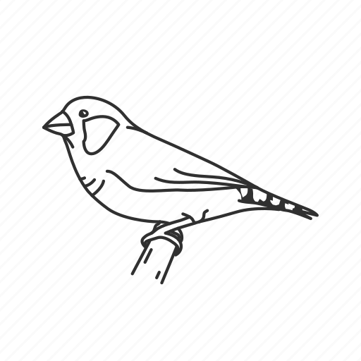 Finches Png Picture (black)