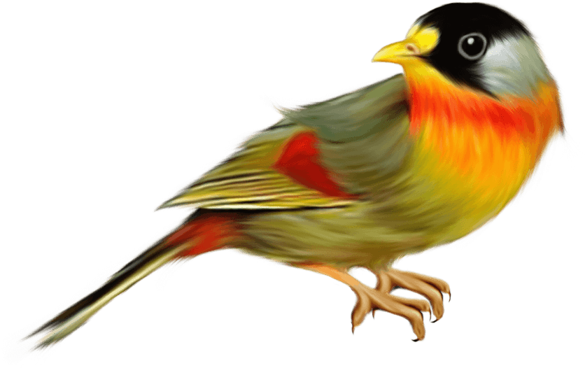 Finches Transparent Png (black)