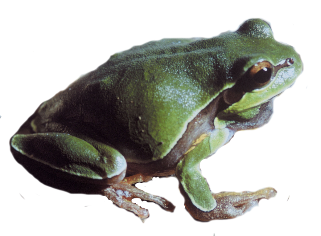 Pine Barrens Tree Frog Png (black)