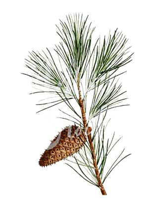 Pine Branch Png Background Image (black)