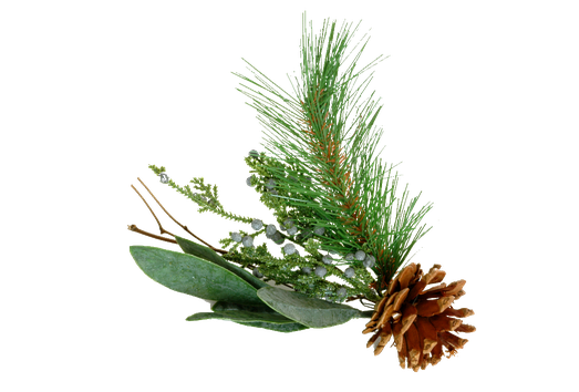 Pine Branch Png Photo (black, olive)