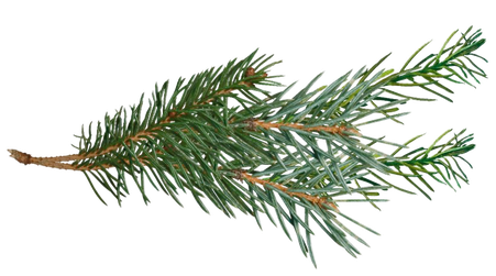 Pine Branch Png Pic (white, silver)