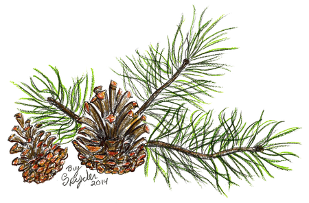 Pine Branch Png Transparent Hd Photo (black)