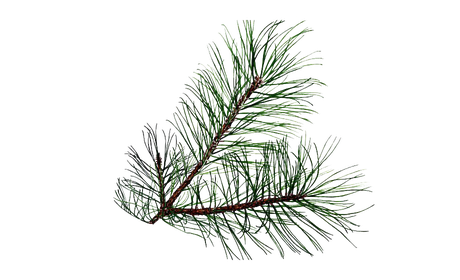 Pine Branch Png Transparent (black)