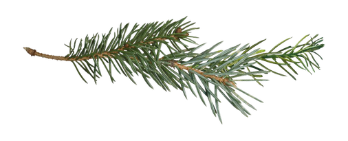 Pine Branch Transparent Png (black)