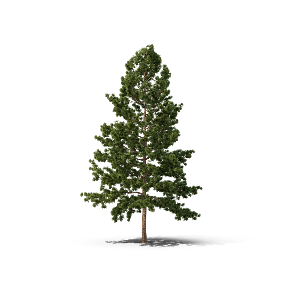 Pine Christmas Fir Tree Transparent Png (green, black, olive)