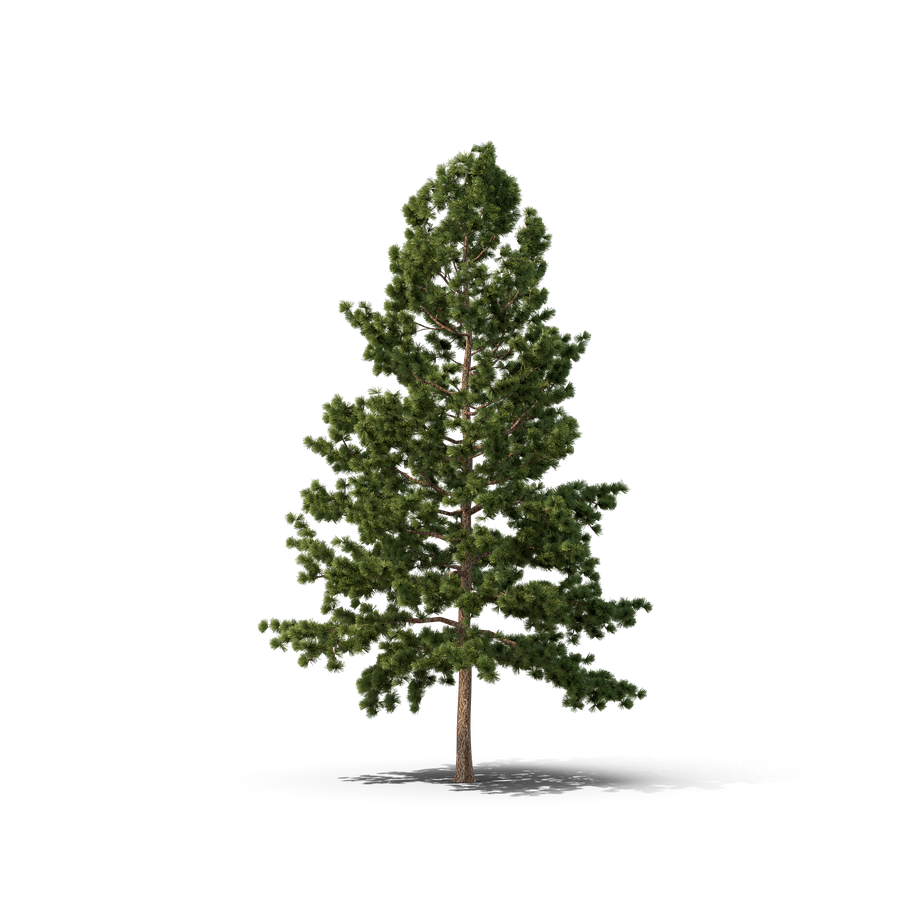 Pine Christmas Fir Tree Transparent Png (black, olive, green)