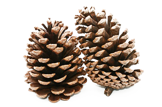 Pine Cone Png Clipart (lavender, white)