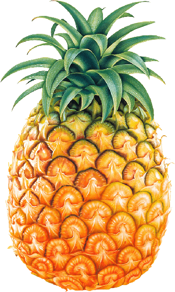 Pineapple Png Clipart Background (black)