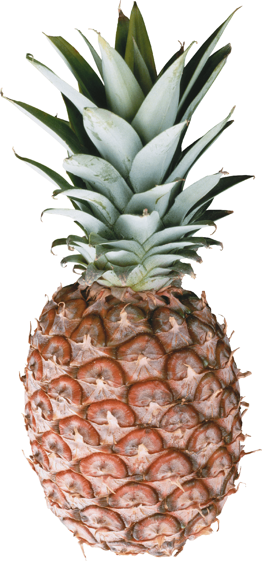 Pineapple Png Image Free Download (black)