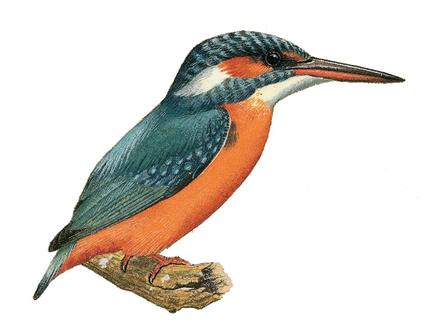 Kingfisher Bird Beak Png Image (black)