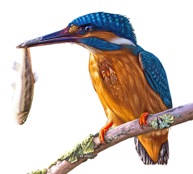 Kingfisher Bird Beak Transparent Background (white, black)