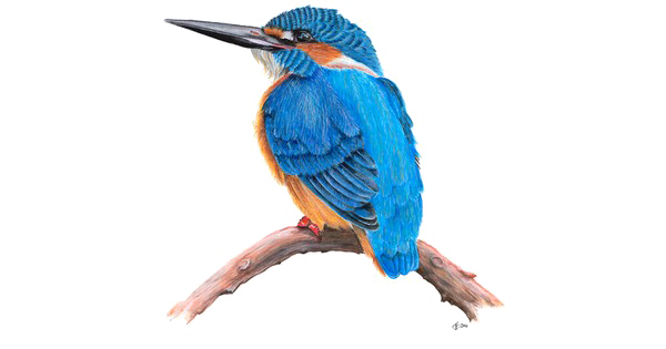 Kingfisher Bird Png Clipart (white)