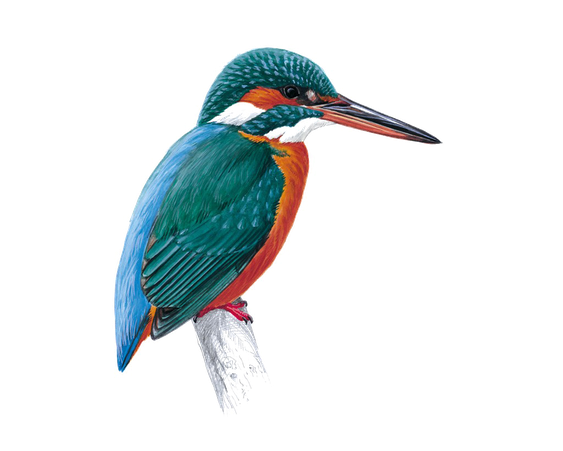 Kingfisher Bird Png Image (black)