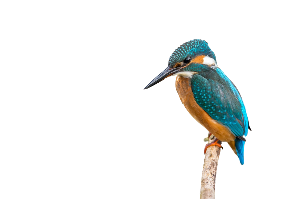 Kingfisher Bird Png Transparent Image (teal, olive, white, black)