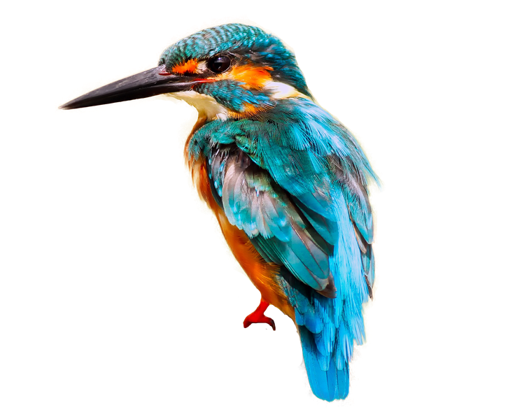 Kingfisher Bird Transparent Background (black)