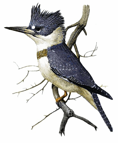 Kingfisher Transparent Background (white)