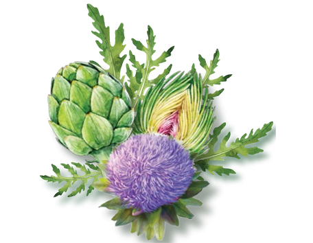 Single Artichoke Png Picture (black, green)