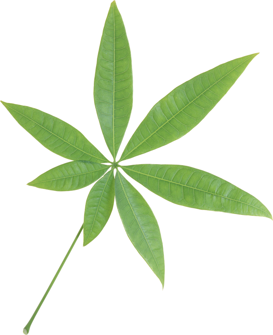 Single Green Leaves Png Clipart (black, gray)