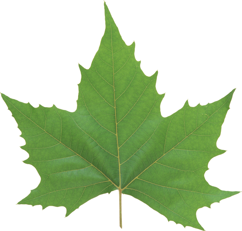 Single Green Leaves Png Image (black, gray)