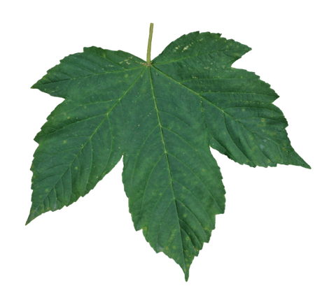 Single Green Leaves Transparent Background (black, teal)