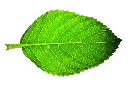 Single Green Leaves Transparent Png (black, green, olive)